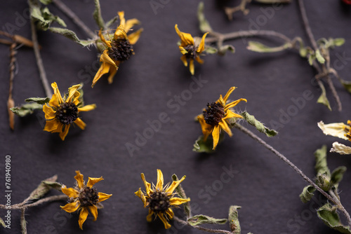 flores silvestres de pétalos amarillos dispuestas circularmente sobre fondo negro photo