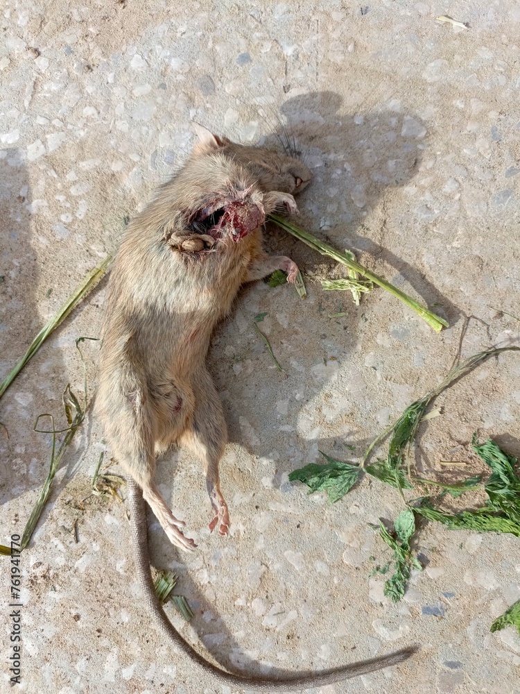 Death animal, died moose died mouse, died animal due to disease png of died mice Death animal, died moose died mouse, died animal due to disease png of died mice