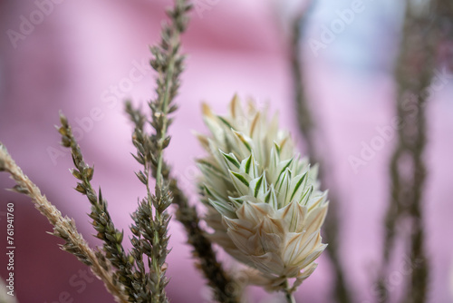 hierba silvestre con planta de alpiste con fondo rosado photo