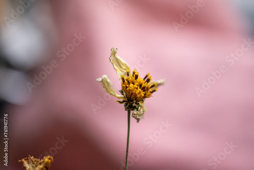 acercamiento de flor silvestre mostrando los pistilos y fondo desenfocado rosa
