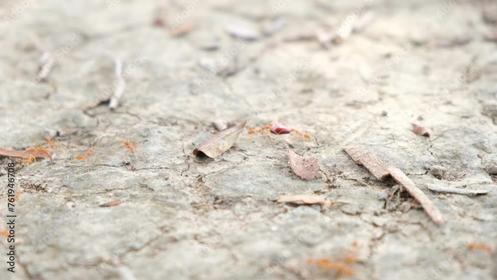 Three orange ants are helping each other carry purple rice grains back to their nest. Three orange ants are helping each other carry purple rice grains back to their nest.