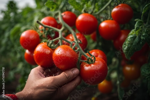 bunch of red tomatoes with water drops on organic farm tomato plant. agriculture, farming and harvesting concept