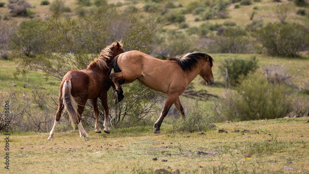 Arizona wild horse stallions kicking while fighting in the Salt River area near Mesa Arizona United States Arizona wild horse stallions kicking while fighting in the Salt River area near Mesa Arizona United States