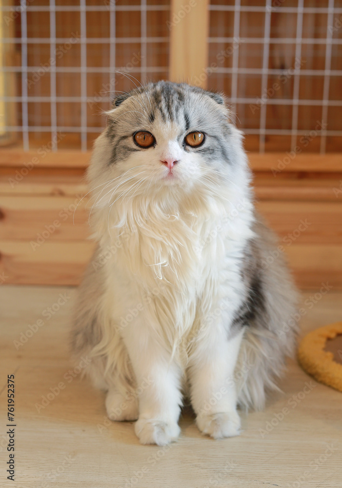 Portrait of cute Persian Scottish fold cat sitting in cat house and looking camera.