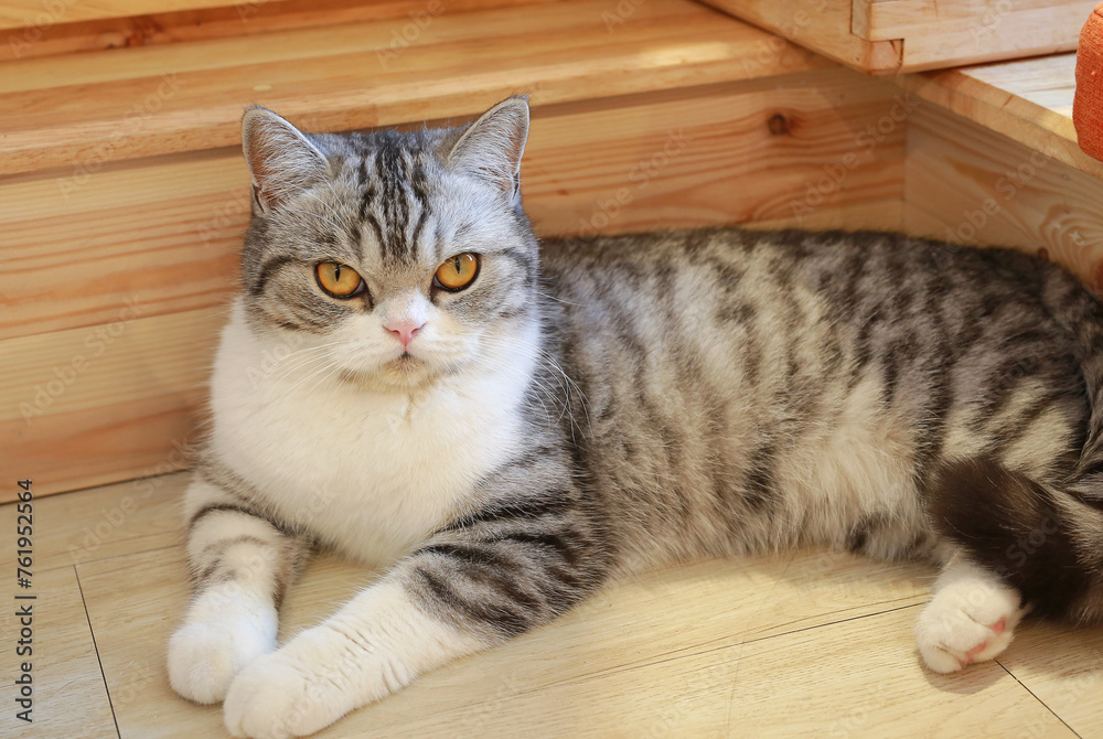 Portrait of cute American short hair cat looking something and lying on wood floor in house. Portrait of cute American short hair cat looking something and lying on wood floor in house.