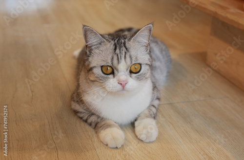 Portrait of cute American short hair cat looking something and lying on wood floor in house. © zilvergolf