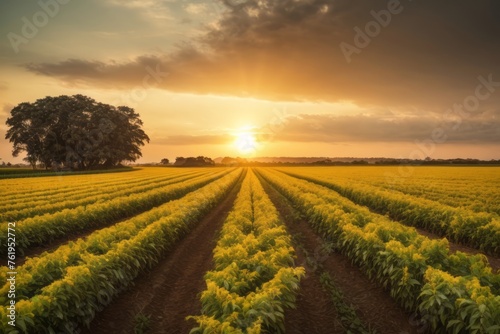 Agricultural soybean plantation in the field with sunset. agriculture  farming and harvesting concept