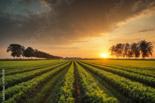 Agricultural soybean plantation in the field with sunset. agriculture, farming and harvesting concept