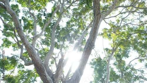 Reflections from sunlight bounce between the branches of trees. This caused some of the tree's branches to disappear and become invisible.