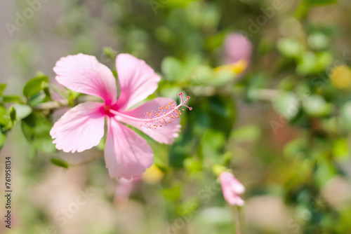 Close up pink chaba flower or hibiscus rosa sinensis blooming in garden green background photo