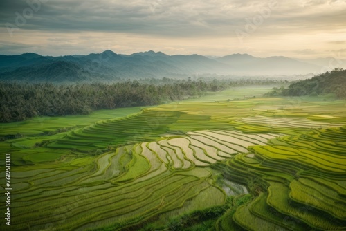 Aerial view of vast and fertile rice field in the countryside. agriculture, farming and harvesting concept