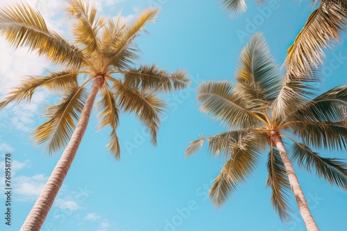 Low angle view of tropical palm trees over clear blue sky background with copy space © Barra Fire