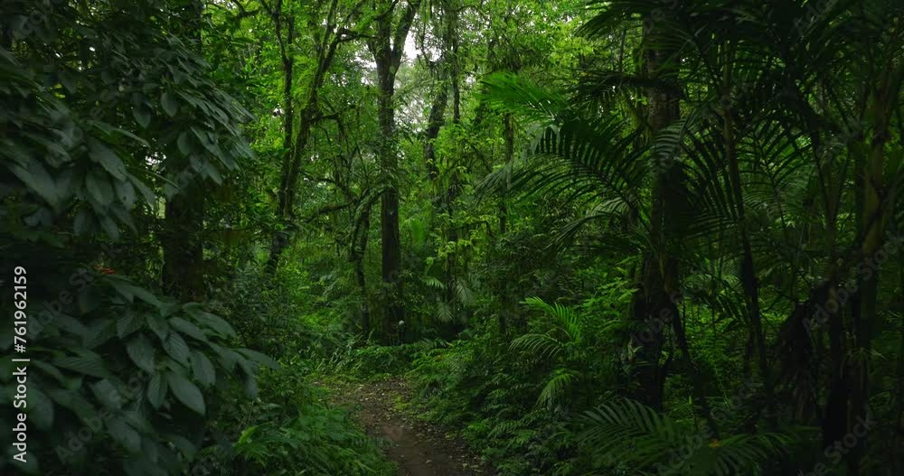 Lush green jungle with abundant trees, plants, and groundcover Lush green jungle with abundant trees, plants, and groundcover
