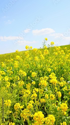 菜の花畑(香川県高松空港)　縦長 ビデオ