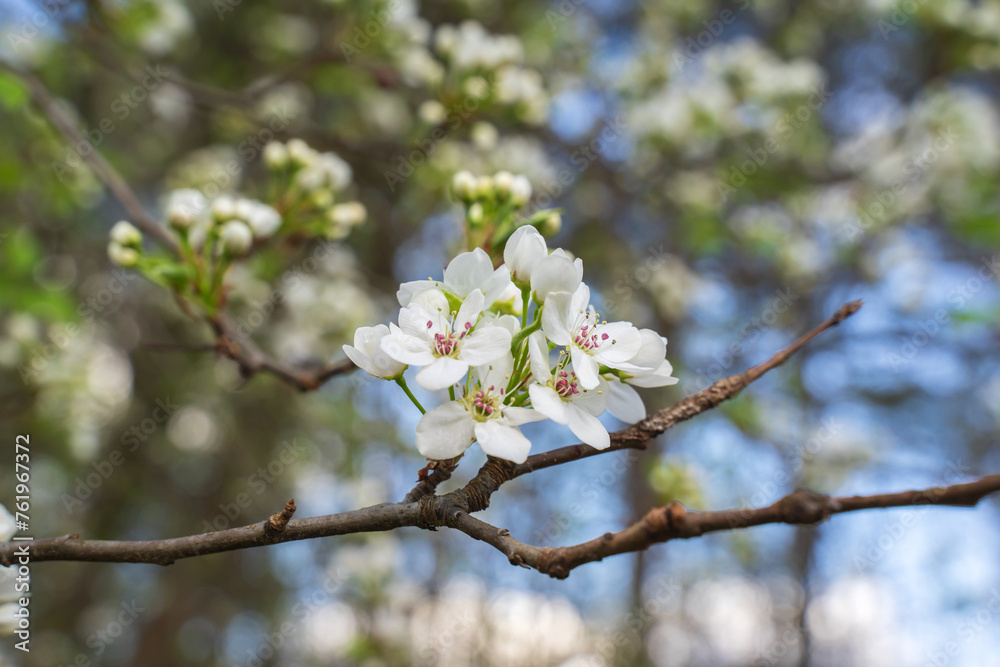 Beautiful cherry blossom are blooming with showy flowers. There are some type of colors such as white and light pink. It is said that it is Japan native species. Some produce small cherries in summer Beautiful cherry blossom are blooming with showy flowers. There are some type of colors such as white and light pink. It is said that it is Japan native species. Some produce small cherries in summer