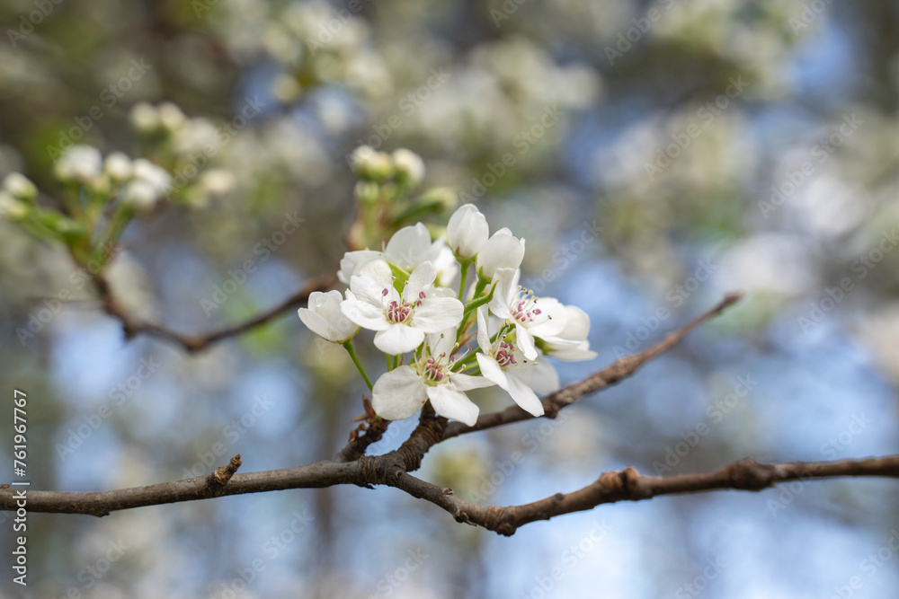 Beautiful cherry blossom are blooming with showy flowers. There are some type of colors such as white and light pink. It is said that it is Japan native species. Some produce small cherries in summer