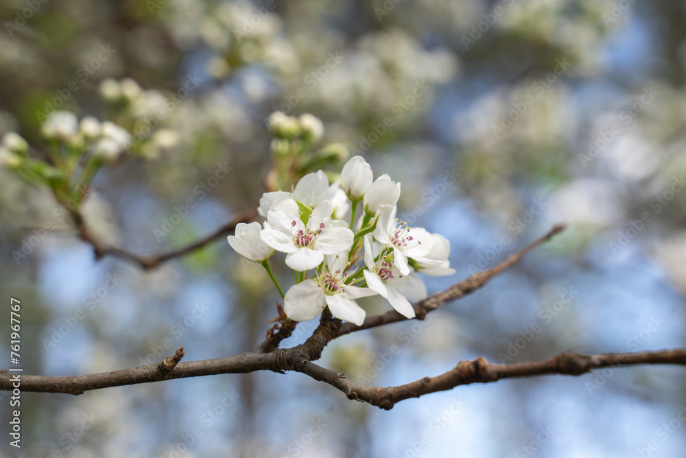 Beautiful cherry blossom are blooming with showy flowers. There are some type of colors such as white and light pink. It is said that it is Japan native species. Some produce small cherries in summer Beautiful cherry blossom are blooming with showy flowers. There are some type of colors such as white and light pink. It is said that it is Japan native species. Some produce small cherries in summer