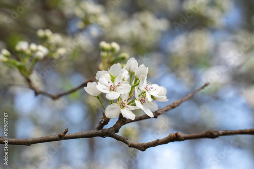 Beautiful cherry blossom are blooming with showy flowers. There are some type of colors such as white and light pink. It is said that it is Japan native species. Some produce small cherries in summer