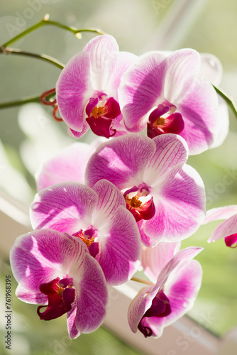 Phalaenopsis Orchid Day Tripper