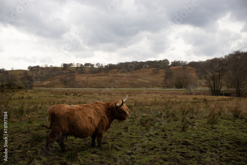 Scottish Highland cows