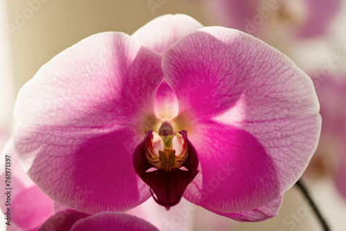 Phalaenopsis Orchid  Ken s Valentine