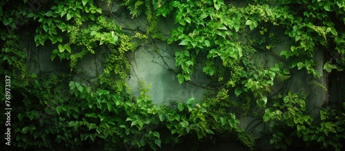 Texture of a verdant wall © Lasvu