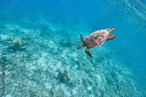 Hawksbill sea turtle swimming in blue lagoon