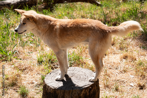 Dingos are Australiaâ€™s wild dog. They have a long muzzle, erect ears and strong claws. They usually have a ginger coat and most have white markings on their feet, tail tip and chest.