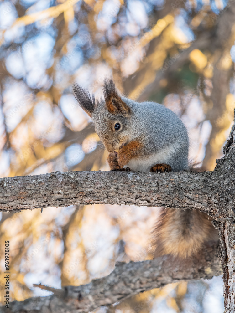 Fototapeta premium The squirrel with nut sits on tree in the winter or late autumn