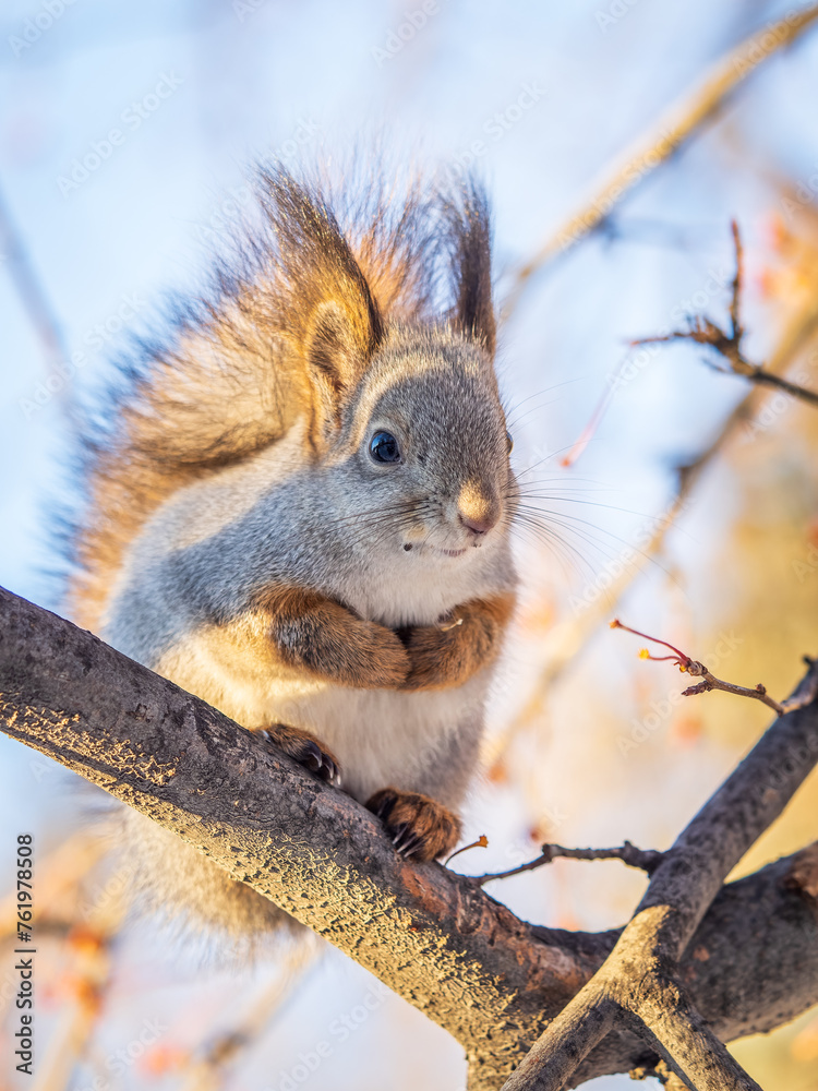 The squirrel with nut sits on tree in the winter or late autumn The squirrel with nut sits on tree in the winter or late autumn