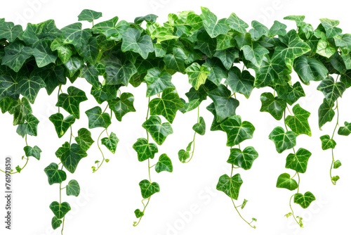 Green leaves Javanese treebine or Grape ivy isolated on transparent background With clipping path. cut out. 3d render