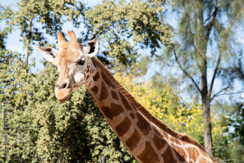 The giraffe is the tallest of all mammals. The legs and neck are extremely long. The giraffe has a short body  a tufted tail  a short mane  and short skin-covered horns.