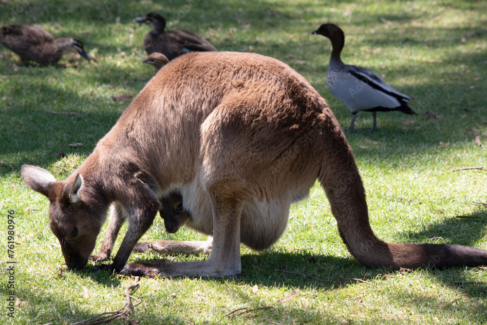 the kangaroo-Island Kangaroo has a brown body with a white under belly. They also have black feet and paws the kangaroo-Island Kangaroo has a brown body with a white under belly. They also have black feet and paws
