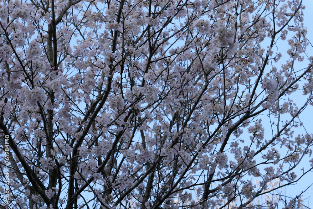 Sakura Sakura