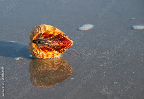 The Atlantic Giant Cockle, Dinocardium robustum, is one of the largest shallow-water bivalves. 