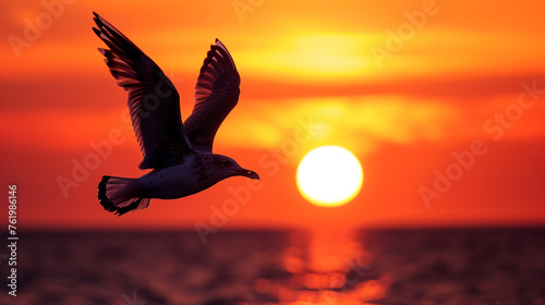silhouette of a bird in sunset 