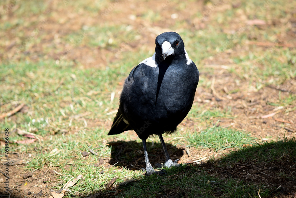 Magpie Definition The magpie is a distinctive looking bird, with glossy black and ...