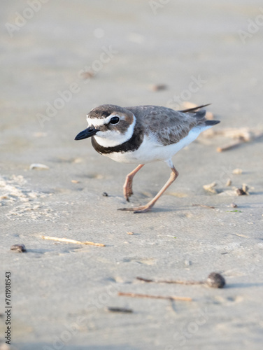 Canvas Print Wilson's plover close up, Galveston, Texas