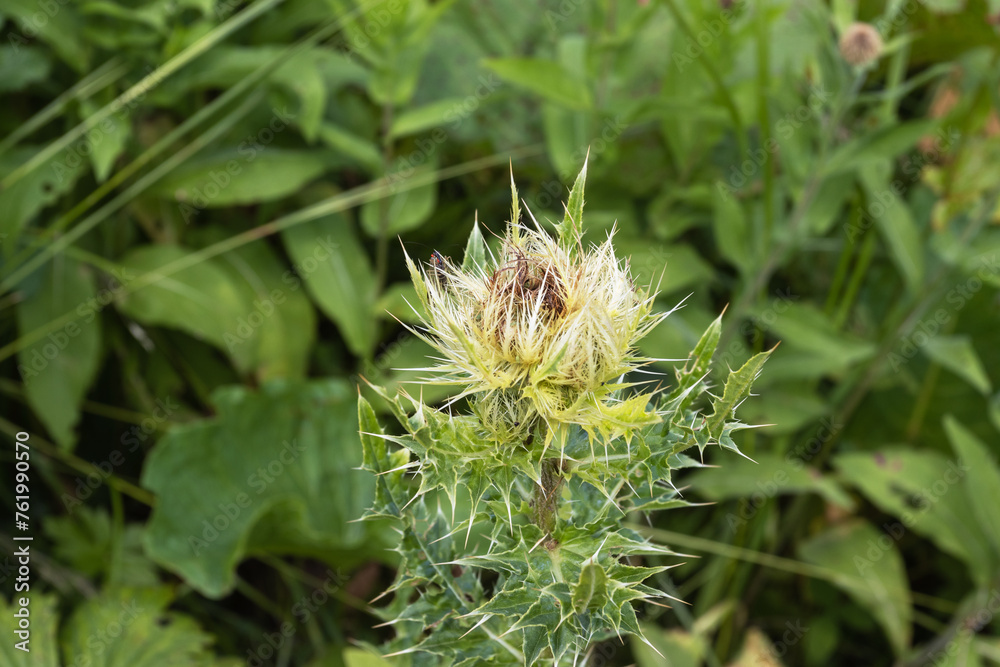 flowers on alpine meadows and grasses with lush vegetation at the height of summer. flowers on alpine meadows and grasses with lush vegetation at the height of summer.