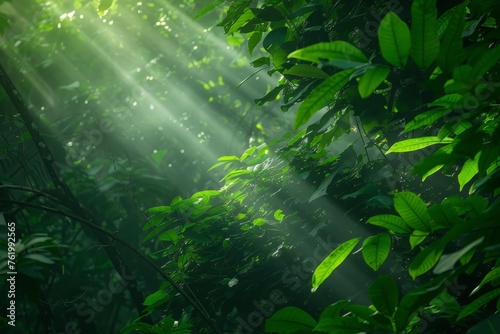 Sunlight filters through lush green forest canopy, illuminating leaves and branches