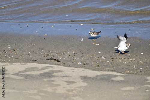 Little Plovers poking each other on the beach