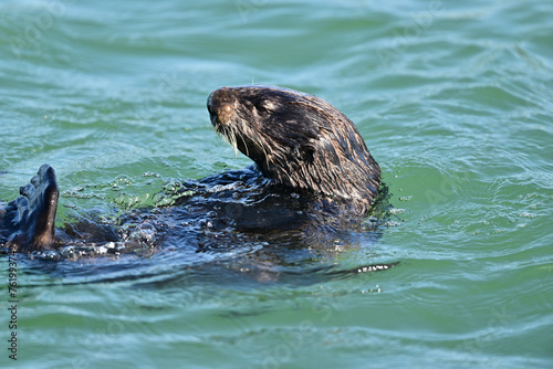 Sea Otter rolling on water 