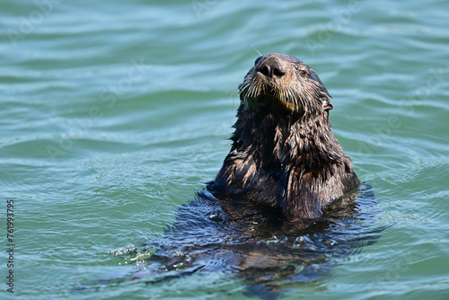 Sea Otter rolling on water 