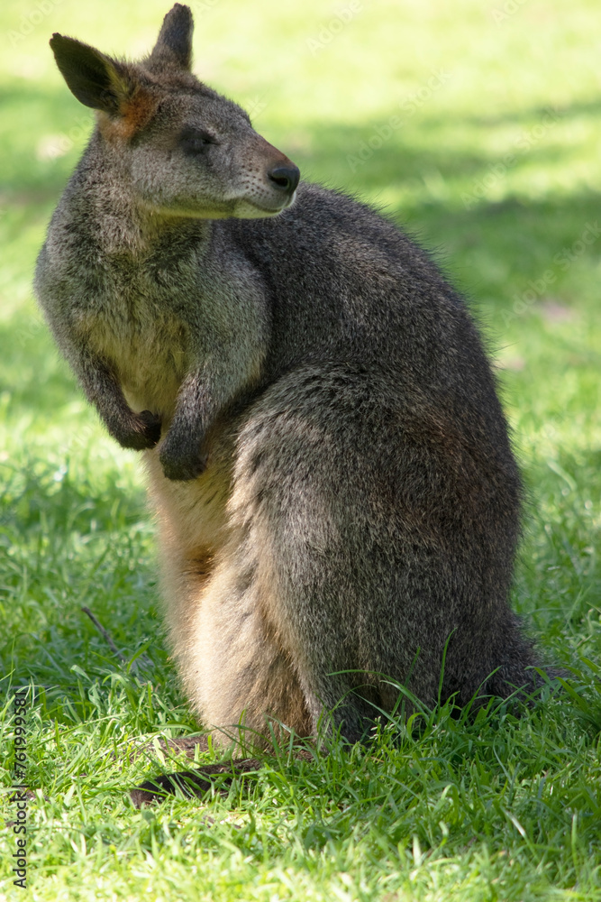 The swamp wallaby has dark brown fur, often with lighter rusty patches on the belly, chest and base of the ears. The swamp wallaby has dark brown fur, often with lighter rusty patches on the belly, chest and base of the ears.