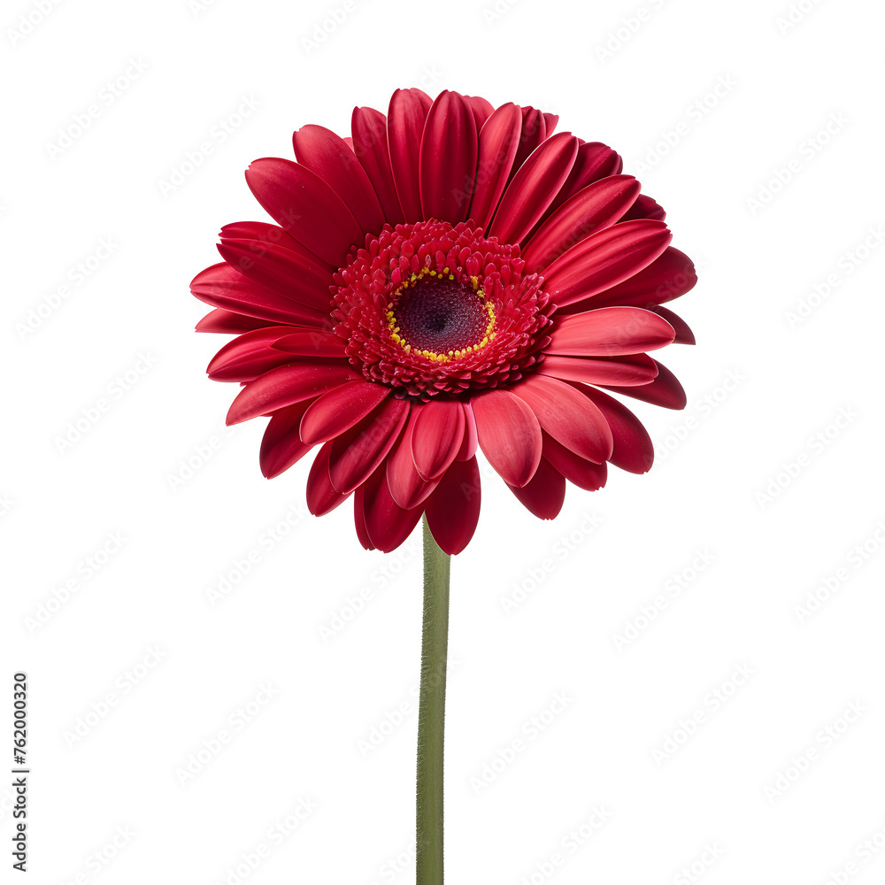 Red gerbera flower head isolated on white and transparent background closeup. Gerbera in air, without shadow. Top view, flat lay.