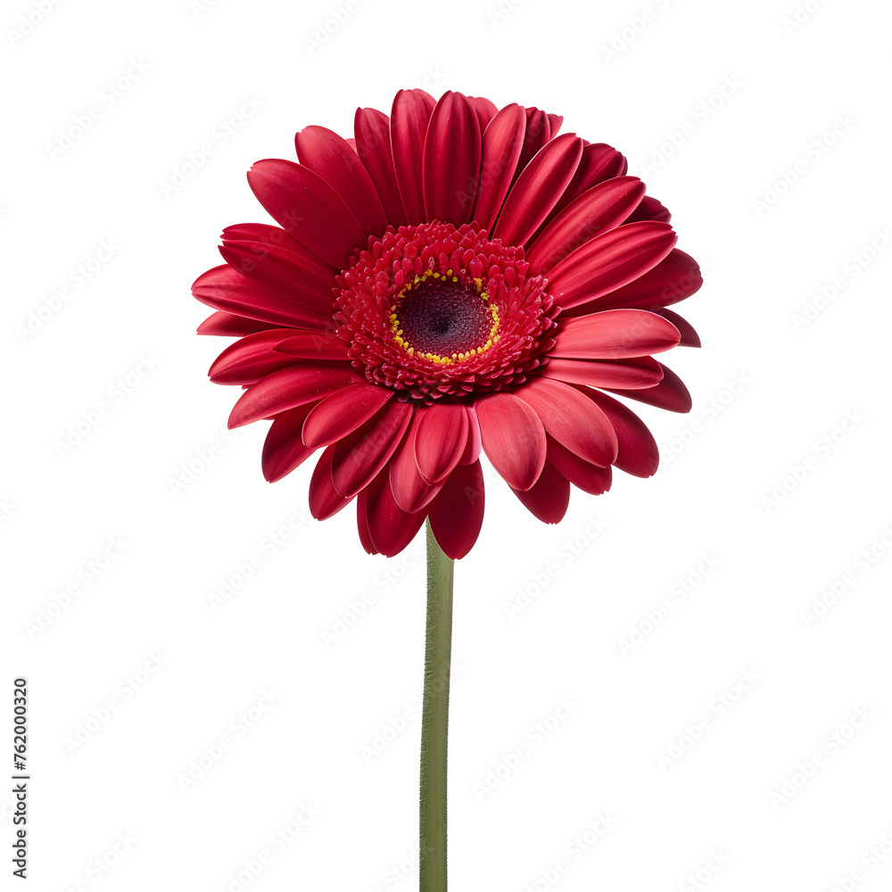 Red gerbera flower head isolated on white and transparent background closeup. Gerbera in air, without shadow. Top view, flat lay. Red gerbera flower head isolated on white and transparent background closeup. Gerbera in air, without shadow. Top view, flat lay.