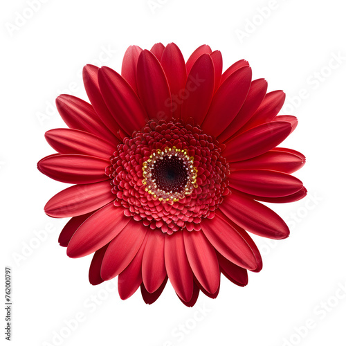 Red gerbera flower head isolated on white and transparent background closeup. Gerbera in air  without shadow. Top view  flat lay.