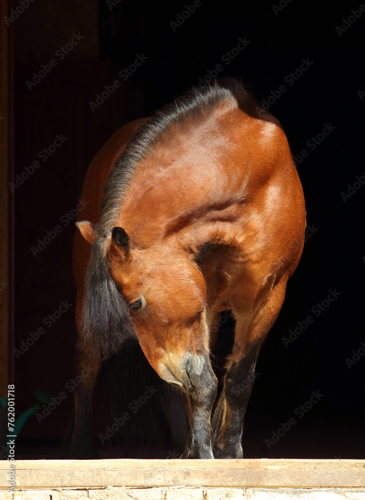 Portrait of a beauty heavy draft stallion against a dark stable background