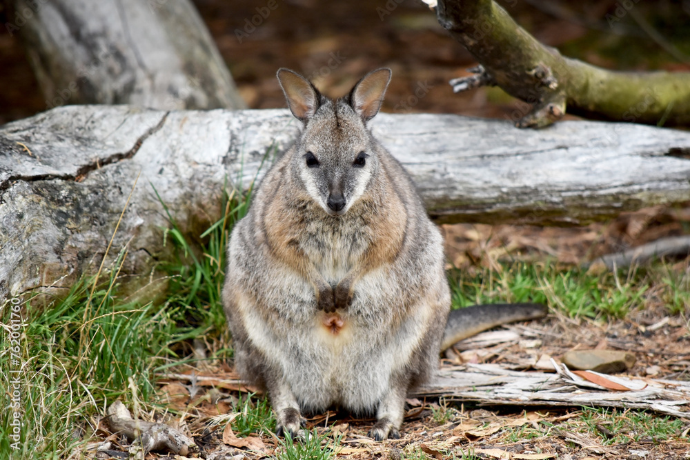 the tammar wallaby has dark greyish upperparts with a paler underside and rufous-coloured sides and limbs. The tammar wallaby has white stripes on its face. the tammar wallaby has dark greyish upperparts with a paler underside and rufous-coloured sides and limbs. The tammar wallaby has white stripes on its face.
