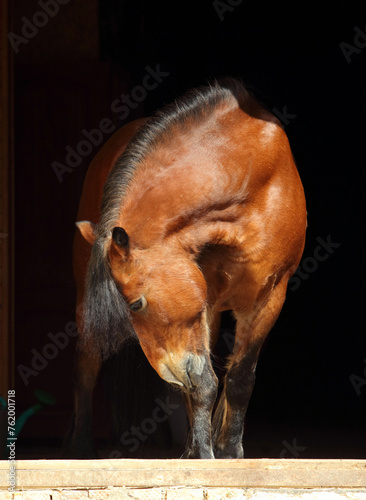 Obraz na płótnie Portrait of a beauty heavy draft stallion against a dark stable background w salonie